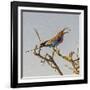 Etosha NP, Namibia, Africa, Lilac-breasted Roller flipping a grasshopper into its mouth.-Karen Ann Sullivan-Framed Photographic Print