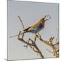Etosha NP, Namibia, Africa, Lilac-breasted Roller flipping a grasshopper into its mouth.-Karen Ann Sullivan-Mounted Photographic Print