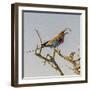 Etosha NP, Namibia, Africa, Lilac-breasted Roller flipping a grasshopper into its mouth.-Karen Ann Sullivan-Framed Premium Photographic Print