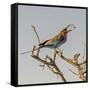 Etosha NP, Namibia, Africa, Lilac-breasted Roller flipping a grasshopper into its mouth.-Karen Ann Sullivan-Framed Stretched Canvas