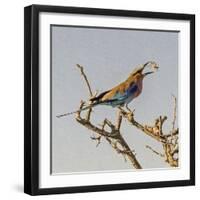 Etosha NP, Namibia, Africa, Lilac-breasted Roller flipping a grasshopper into its mouth.-Karen Ann Sullivan-Framed Photographic Print