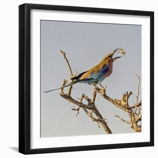 Etosha NP, Namibia, Africa, Lilac-breasted Roller flipping a grasshopper into its mouth.-Karen Ann Sullivan-Framed Photographic Print