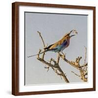 Etosha NP, Namibia, Africa, Lilac-breasted Roller flipping a grasshopper into its mouth.-Karen Ann Sullivan-Framed Photographic Print