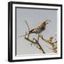 Etosha NP, Namibia, Africa, Lilac-breasted Roller flipping a grasshopper into its mouth.-Karen Ann Sullivan-Framed Photographic Print