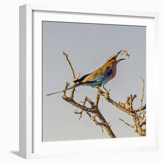 Etosha NP, Namibia, Africa, Lilac-breasted Roller flipping a grasshopper into its mouth.-Karen Ann Sullivan-Framed Photographic Print