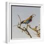 Etosha NP, Namibia, Africa, Lilac-breasted Roller flipping a grasshopper into its mouth.-Karen Ann Sullivan-Framed Photographic Print