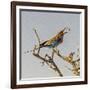 Etosha NP, Namibia, Africa, Lilac-breasted Roller flipping a grasshopper into its mouth.-Karen Ann Sullivan-Framed Photographic Print