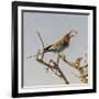 Etosha NP, Namibia, Africa, Lilac-breasted Roller flipping a grasshopper into its mouth.-Karen Ann Sullivan-Framed Photographic Print