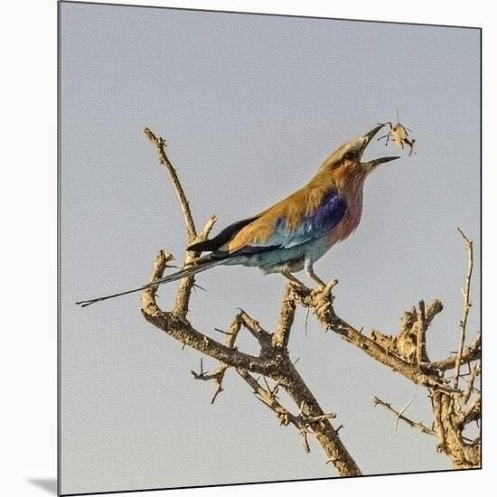 Etosha NP, Namibia, Africa, Lilac-breasted Roller flipping a grasshopper into its mouth.-Karen Ann Sullivan-Mounted Photographic Print