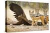 Etosha NP, Namibia. Black-Backed Jackals by a Giraffe Carcass-Janet Muir-Stretched Canvas