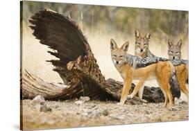 Etosha NP, Namibia. Black-Backed Jackals by a Giraffe Carcass-Janet Muir-Stretched Canvas