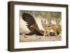 Etosha NP, Namibia. Black-Backed Jackals by a Giraffe Carcass-Janet Muir-Framed Photographic Print