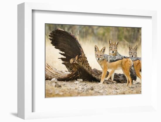 Etosha NP, Namibia. Black-Backed Jackals by a Giraffe Carcass-Janet Muir-Framed Photographic Print