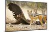 Etosha NP, Namibia. Black-Backed Jackals by a Giraffe Carcass-Janet Muir-Mounted Photographic Print