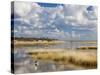 Etosha Pan after Rains, Etosha National Park, Namibia, Africa-Ann & Steve Toon-Stretched Canvas