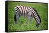 Etosha Park-watchtheworld-Framed Stretched Canvas