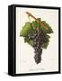 Etraire Del'Adui Grape-J. Troncy-Framed Stretched Canvas