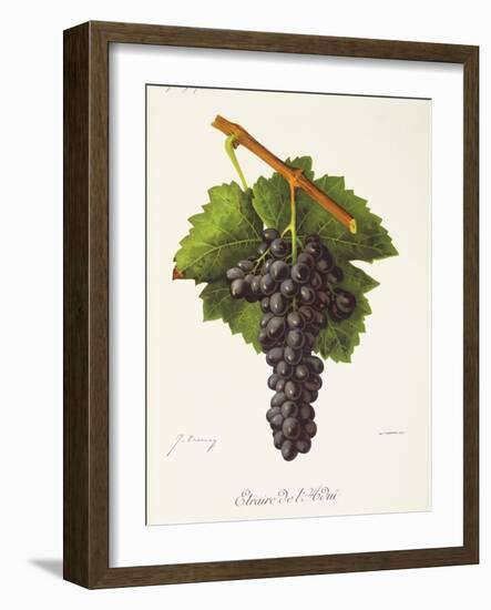 Etraire Del'Adui Grape-J. Troncy-Framed Giclee Print