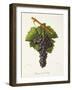 Etraire Del'Adui Grape-J. Troncy-Framed Giclee Print