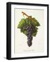 Etraire Del'Adui Grape-J. Troncy-Framed Giclee Print