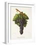 Etraire Del'Adui Grape-J. Troncy-Framed Giclee Print