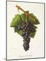 Etraire Del'Adui Grape-J. Troncy-Mounted Giclee Print