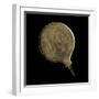 Etruscan Mirror with Mythological Figures-null-Framed Photographic Print
