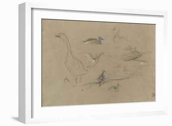 Etude d'oies et de canards-Pieter Boel-Framed Giclee Print