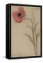 Etude d'un coquelicot-Théophile Alexandre Steinlen-Framed Stretched Canvas