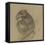 Etude d'un vautour-Pieter Boel-Framed Stretched Canvas
