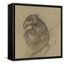 Etude d'un vautour-Pieter Boel-Framed Stretched Canvas