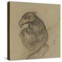 Etude d'un vautour-Pieter Boel-Stretched Canvas