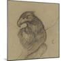 Etude d'un vautour-Pieter Boel-Mounted Giclee Print