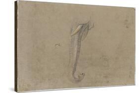 Etude d'une trompe d'éléphant-Pieter Boel-Stretched Canvas