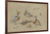 Etude de canards et tête de sarcelle-Pieter Boel-Framed Giclee Print