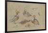 Etude de canards et tête de sarcelle-Pieter Boel-Framed Giclee Print