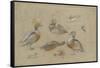 Etude de canards et tête de sarcelle-Pieter Boel-Framed Stretched Canvas