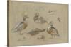 Etude de canards et tête de sarcelle-Pieter Boel-Stretched Canvas
