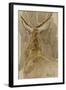 Etude de cerf-Rosa Bonheur-Framed Giclee Print