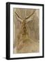 Etude de cerf-Rosa Bonheur-Framed Giclee Print