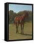 Etude de cheval bai cerise-Rosa Bonheur-Framed Stretched Canvas