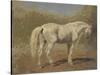 Etude de cheval blanc-Rosa Bonheur-Stretched Canvas