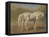 Etude de cheval blanc-Rosa Bonheur-Framed Stretched Canvas