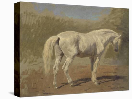 Etude de cheval blanc-Rosa Bonheur-Stretched Canvas