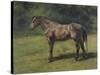 Etude de cheval gris au vert-Rosa Bonheur-Stretched Canvas