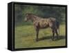 Etude de cheval gris au vert-Rosa Bonheur-Framed Stretched Canvas