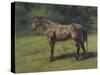 Etude de cheval gris au vert-Rosa Bonheur-Stretched Canvas