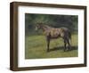 Etude de cheval gris au vert-Rosa Bonheur-Framed Giclee Print