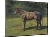 Etude de cheval gris au vert-Rosa Bonheur-Mounted Giclee Print