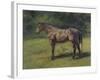 Etude de cheval gris au vert-Rosa Bonheur-Framed Giclee Print